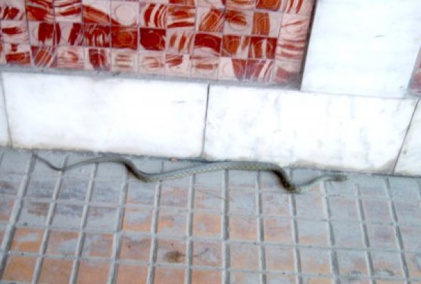 Constănţenii cumpără şerpi de care se plictisesc şi îi aruncă în stradă
